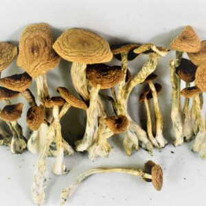 Alacabenzi Mushroom for sale online UK