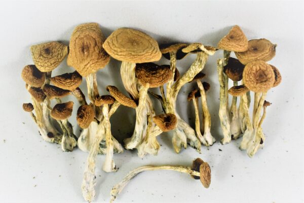 Alacabenzi Mushroom for sale online UK