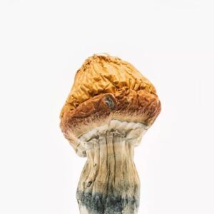 Mazatapec magic mushroom delivery online UK